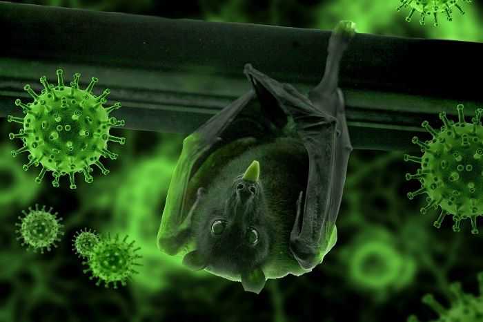 137 Virus Berdamai Dengan Kelelawar, Kenapa Kelelawar Kebal Terhadap Virus